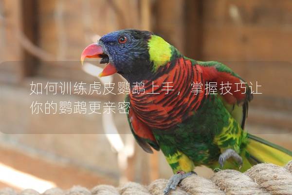 如何训练虎皮鹦鹉上手，掌握技巧让你的鹦鹉更亲密