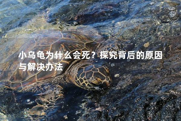 小乌龟为什么会死？探究背后的原因与解决办法