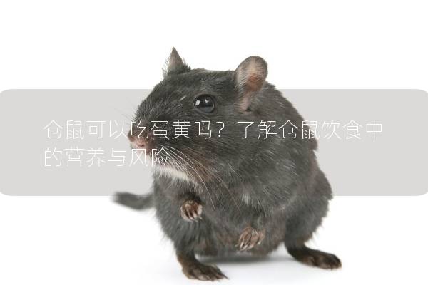 仓鼠可以吃蛋黄吗？了解仓鼠饮食中的营养与风险