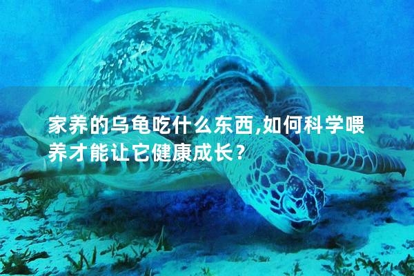 家养的乌龟吃什么东西,如何科学喂养才能让它健康成长？