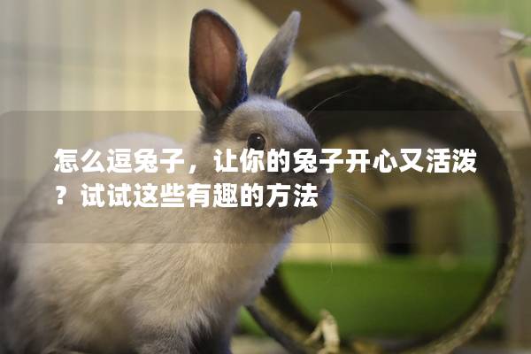 怎么逗兔子，让你的兔子开心又活泼？试试这些有趣的方法
