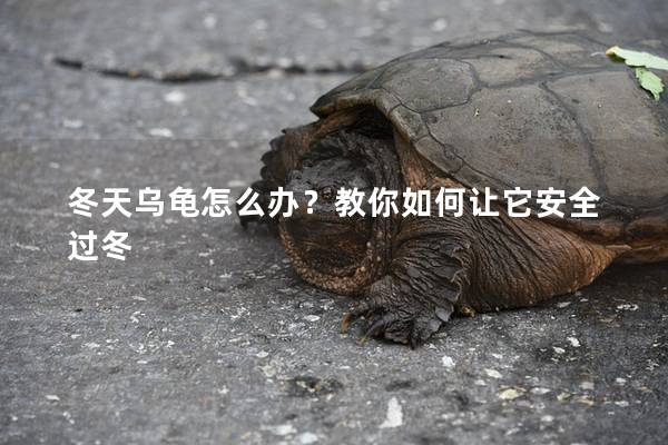 冬天乌龟怎么办？教你如何让它安全过冬