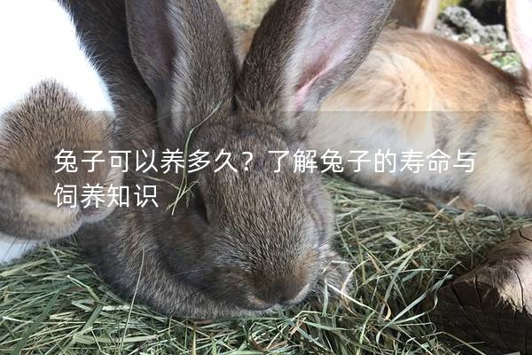 兔子可以养多久？了解兔子的寿命与饲养知识