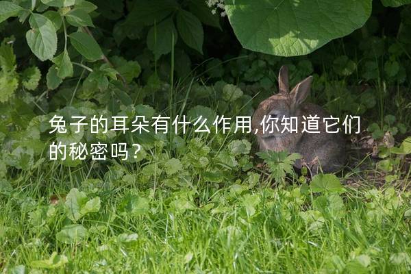 兔子的耳朵有什么作用,你知道它们的秘密吗？