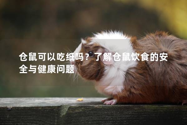 仓鼠可以吃纸吗？了解仓鼠饮食的安全与健康问题
