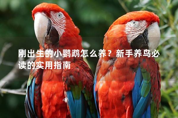 刚出生的小鹦鹉怎么养？新手养鸟必读的实用指南