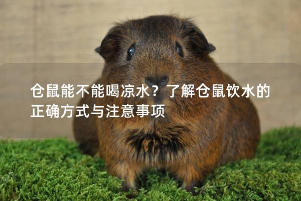 仓鼠能不能喝凉水？了解仓鼠饮水的正确方式与注意事项