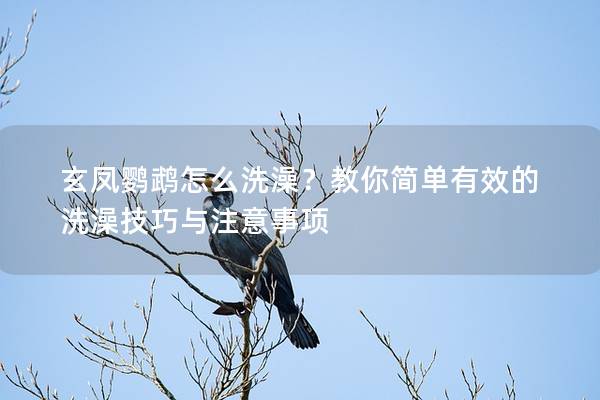 玄凤鹦鹉怎么洗澡？教你简单有效的洗澡技巧与注意事项