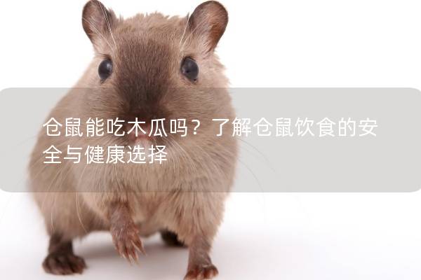 仓鼠能吃木瓜吗？了解仓鼠饮食的安全与健康选择