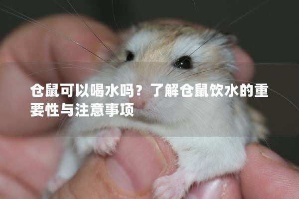 仓鼠可以喝水吗？了解仓鼠饮水的重要性与注意事项