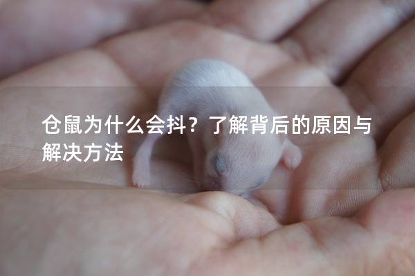 仓鼠为什么会抖？了解背后的原因与解决方法