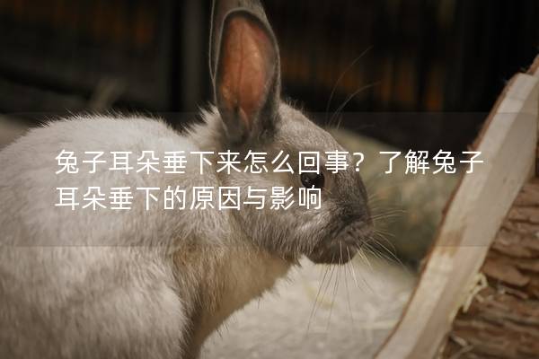 兔子耳朵垂下来怎么回事？了解兔子耳朵垂下的原因与影响