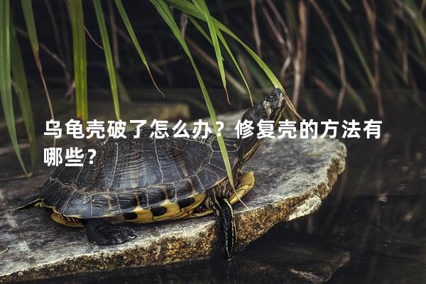乌龟壳破了怎么办？修复壳的方法有哪些？