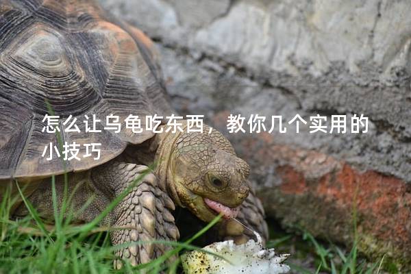 怎么让乌龟吃东西，教你几个实用的小技巧