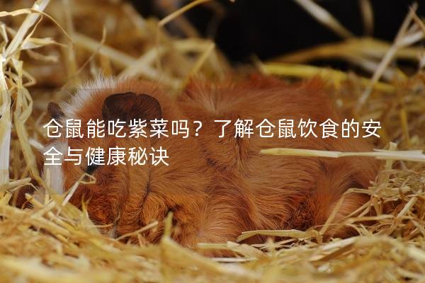 仓鼠能吃紫菜吗？了解仓鼠饮食的安全与健康秘诀