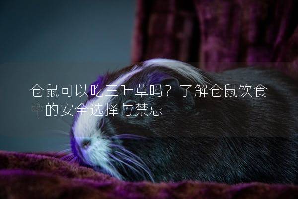 仓鼠可以吃三叶草吗？了解仓鼠饮食中的安全选择与禁忌