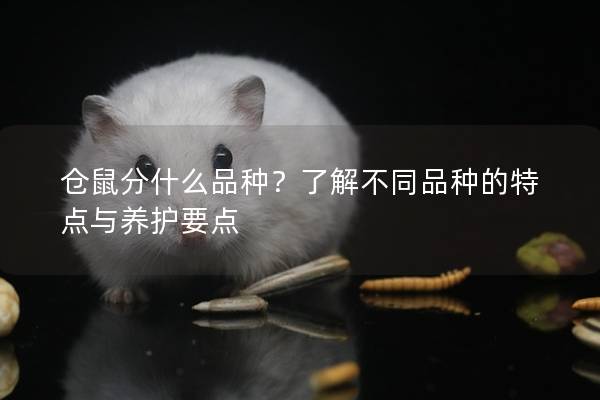 仓鼠分什么品种？了解不同品种的特点与养护要点