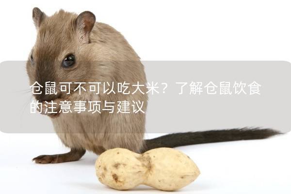 仓鼠可不可以吃大米？了解仓鼠饮食的注意事项与建议