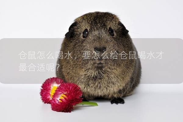 仓鼠怎么喝水，要怎么给仓鼠喝水才最合适呢？