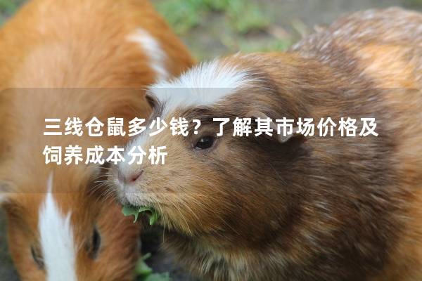 三线仓鼠多少钱？了解其市场价格及饲养成本分析