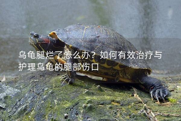 乌龟腿烂了怎么办？如何有效治疗与护理乌龟的腿部伤口