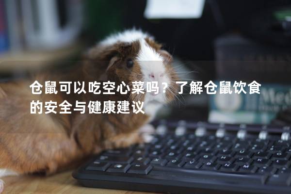 仓鼠可以吃空心菜吗？了解仓鼠饮食的安全与健康建议