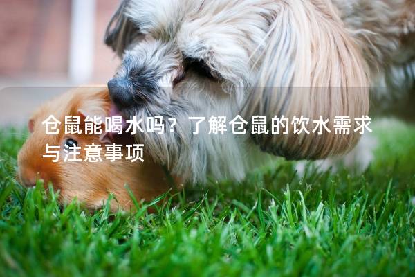 仓鼠能喝水吗？了解仓鼠的饮水需求与注意事项