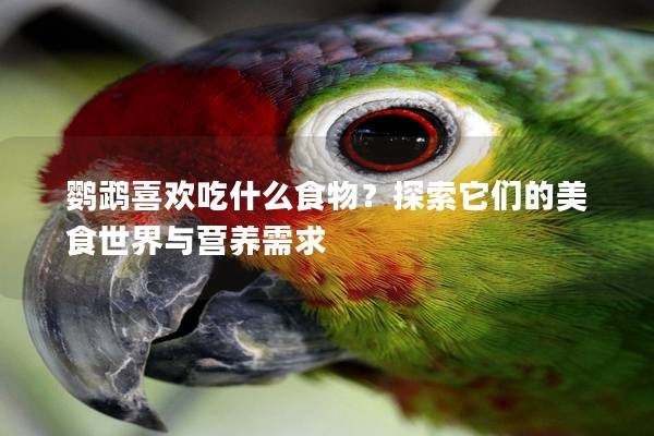 鹦鹉喜欢吃什么食物？探索它们的美食世界与营养需求