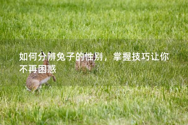如何分辨兔子的性别，掌握技巧让你不再困惑