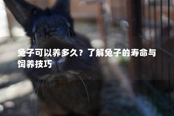 兔子可以养多久？了解兔子的寿命与饲养技巧