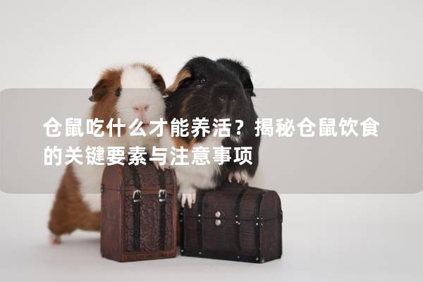 仓鼠吃什么才能养活？揭秘仓鼠饮食的关键要素与注意事项