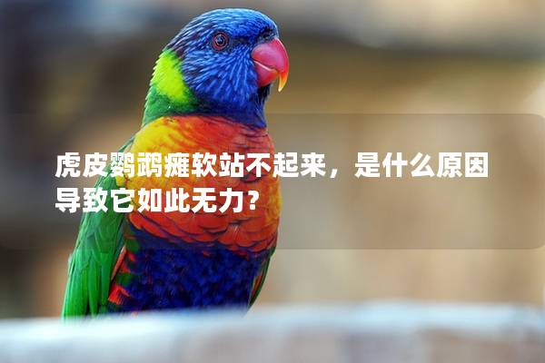 虎皮鹦鹉瘫软站不起来，是什么原因导致它如此无力？