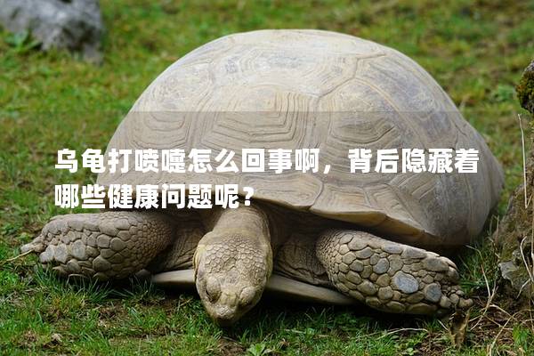 乌龟打喷嚏怎么回事啊，背后隐藏着哪些健康问题呢？