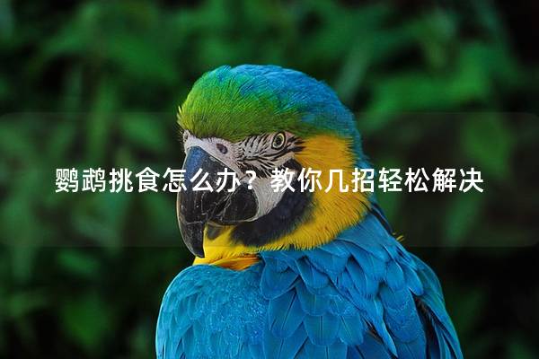 鹦鹉挑食怎么办？教你几招轻松解决