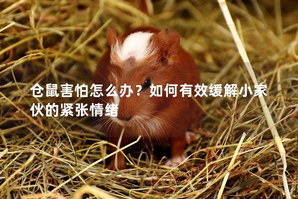 仓鼠害怕怎么办？如何有效缓解小家伙的紧张情绪