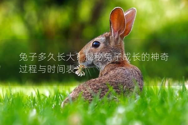 兔子多久长大？揭秘兔子成长的神奇过程与时间表