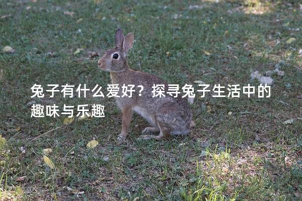 兔子有什么爱好？探寻兔子生活中的趣味与乐趣