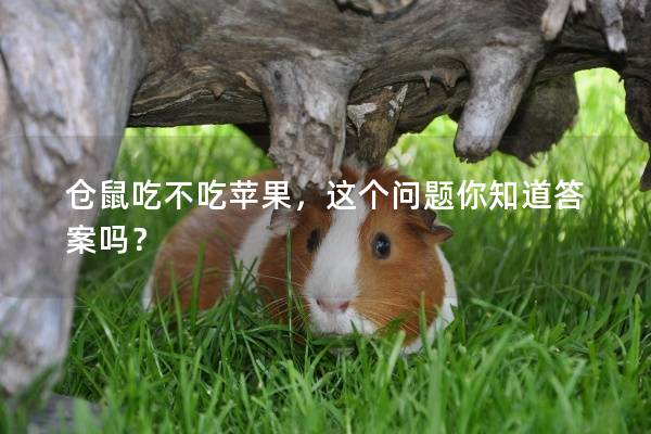 仓鼠吃不吃苹果，这个问题你知道答案吗？