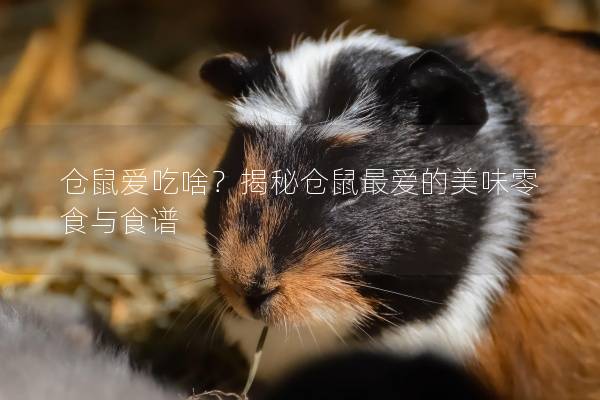 仓鼠爱吃啥？揭秘仓鼠最爱的美味零食与食谱