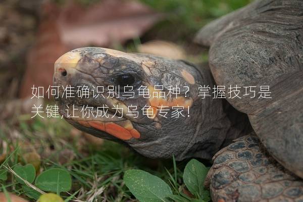 如何准确识别乌龟品种？掌握技巧是关键,让你成为乌龟专家!