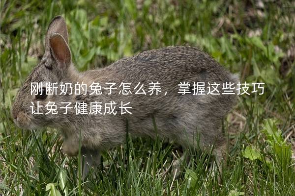 刚断奶的兔子怎么养，掌握这些技巧让兔子健康成长