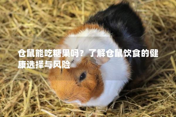 仓鼠能吃糖果吗？了解仓鼠饮食的健康选择与风险