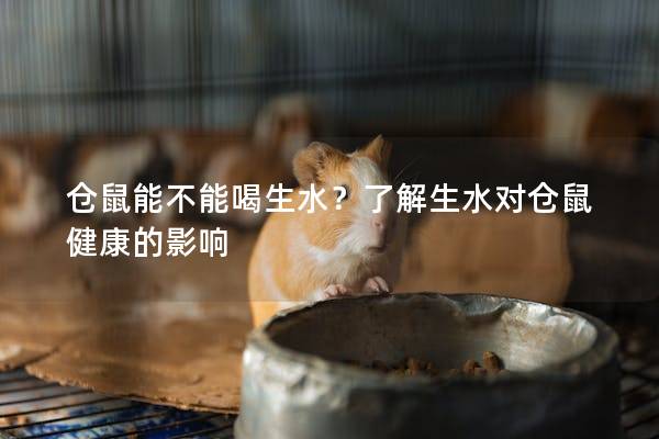 仓鼠能不能喝生水？了解生水对仓鼠健康的影响