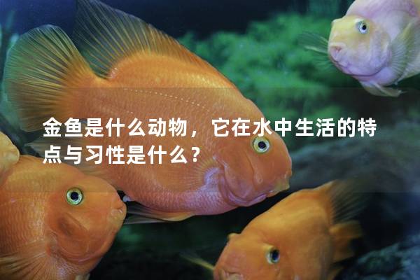 金鱼是什么动物，它在水中生活的特点与习性是什么？