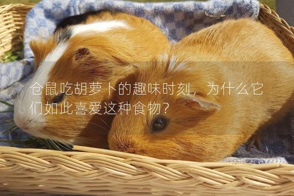 仓鼠吃胡萝卜的趣味时刻，为什么它们如此喜爱这种食物？