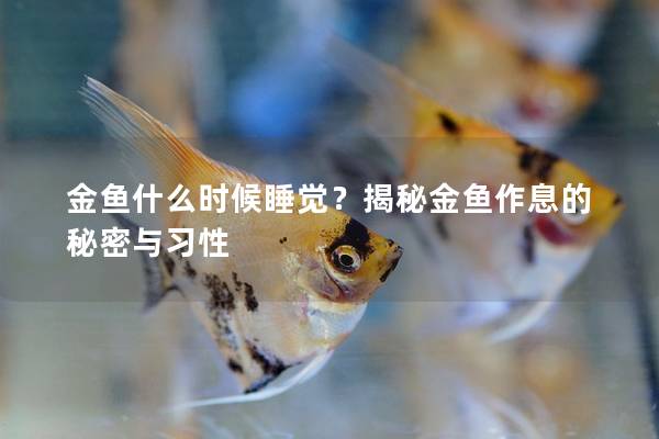 金鱼什么时候睡觉？揭秘金鱼作息的秘密与习性