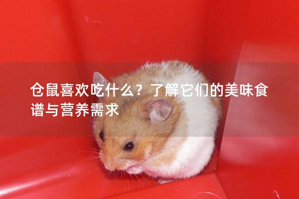 仓鼠喜欢吃什么？了解它们的美味食谱与营养需求