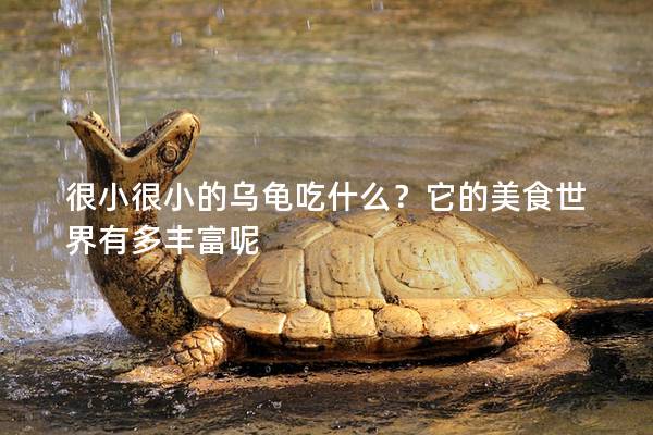 很小很小的乌龟吃什么？它的美食世界有多丰富呢
