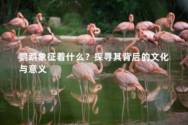 鹦鹉象征着什么？探寻其背后的文化与意义