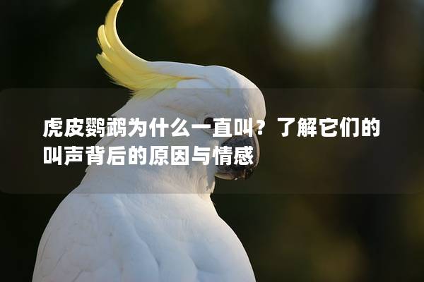 虎皮鹦鹉为什么一直叫？了解它们的叫声背后的原因与情感